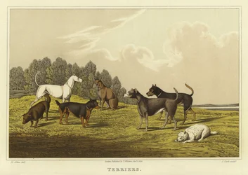 Terriers